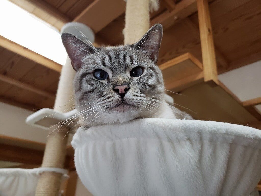 【お店紹介】猫cafeにゃんそーれ